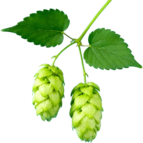 Noble hops